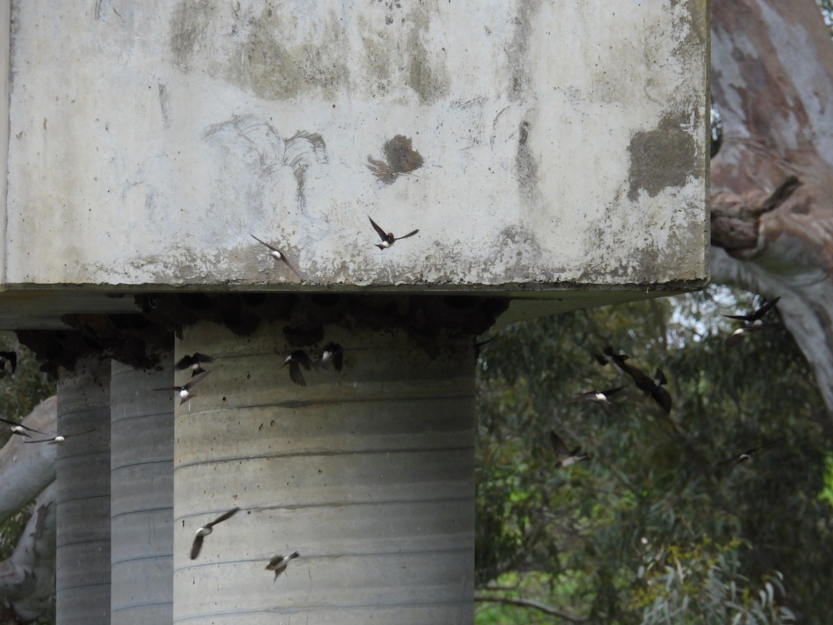 Fairy Martin - ML643737712