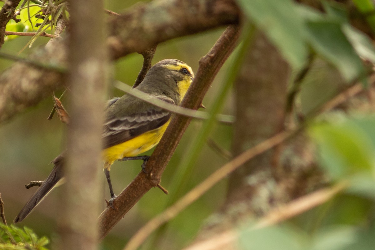 キマユタイランチョウ - ML643737714