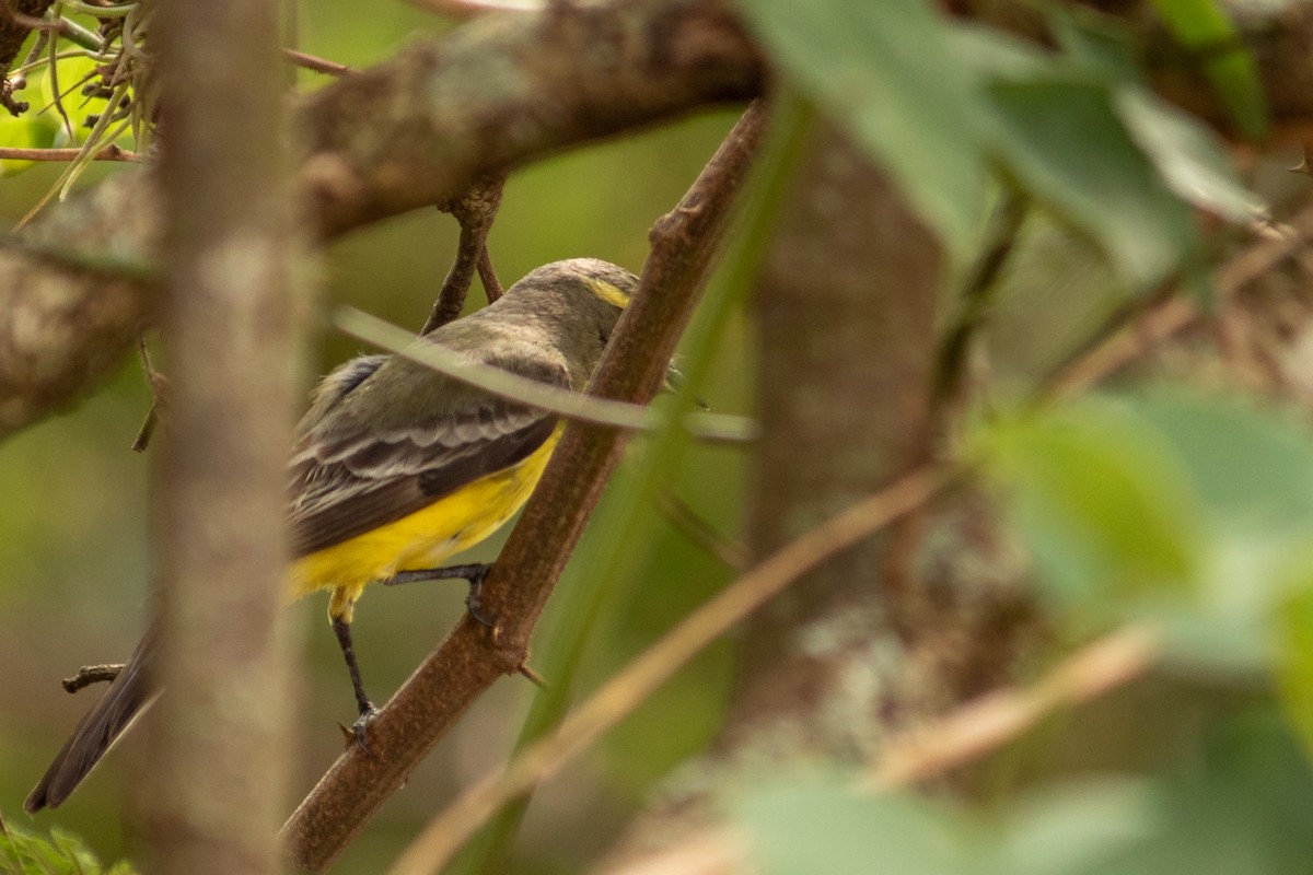 キマユタイランチョウ - ML643737715