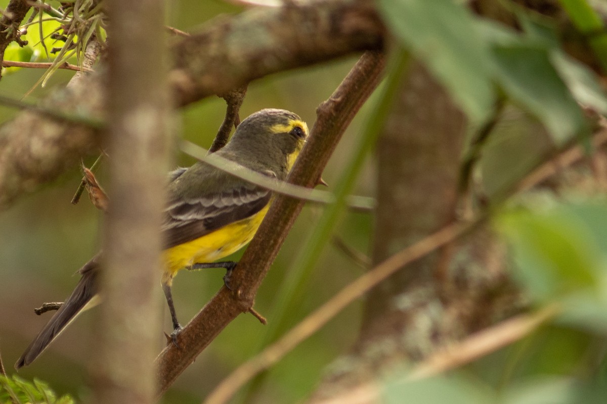Yellow-browed Tyrant - ML643737716