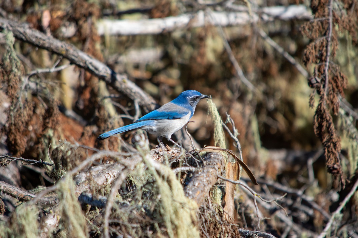 California Scrub-Jay - ML643737717