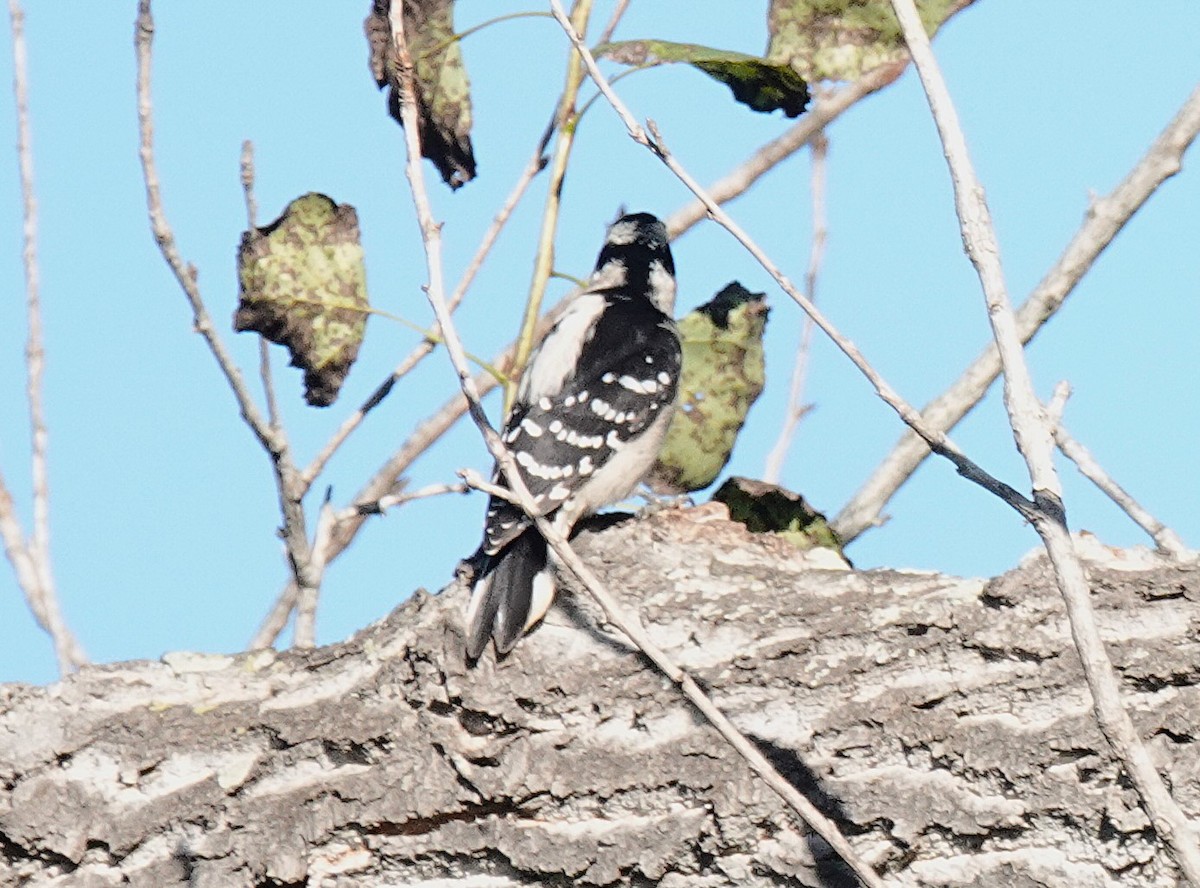 Downy Woodpecker - ML643737718