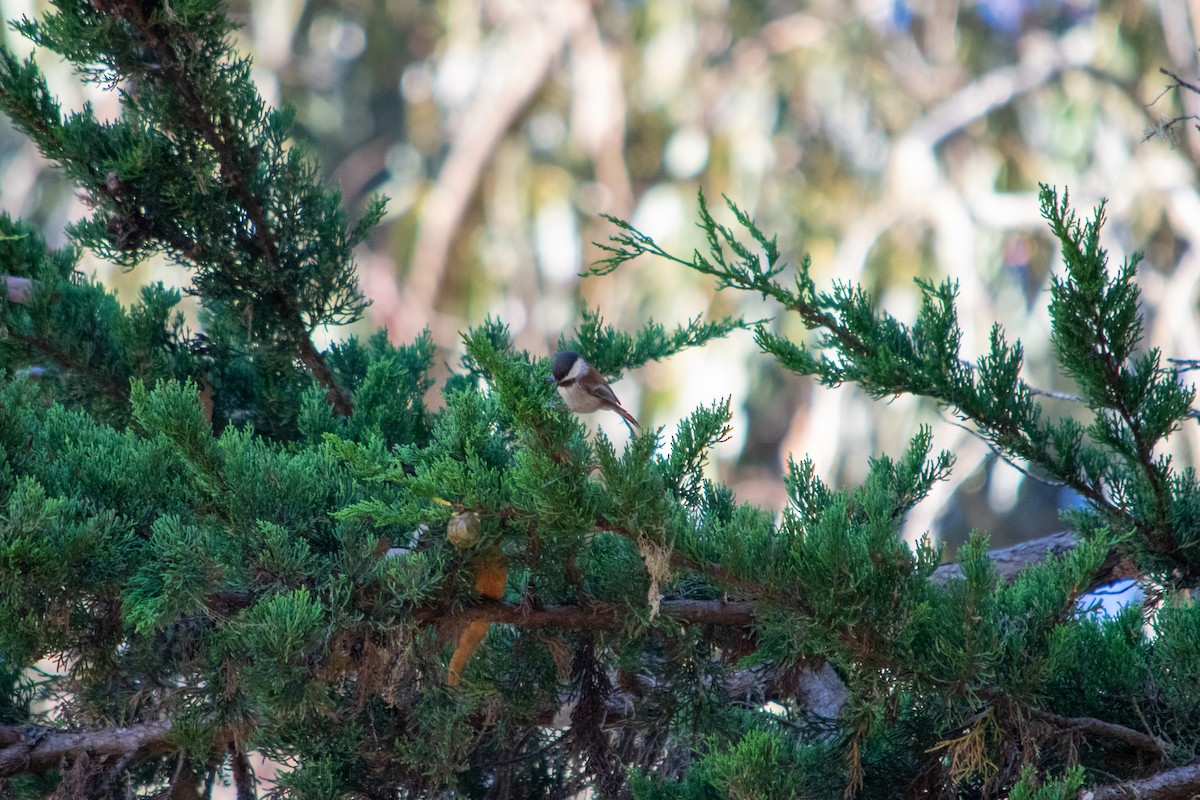 Chestnut-backed Chickadee - ML643737719