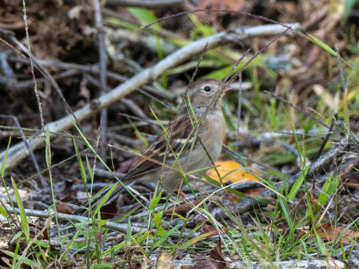 Field Sparrow - ML643737720