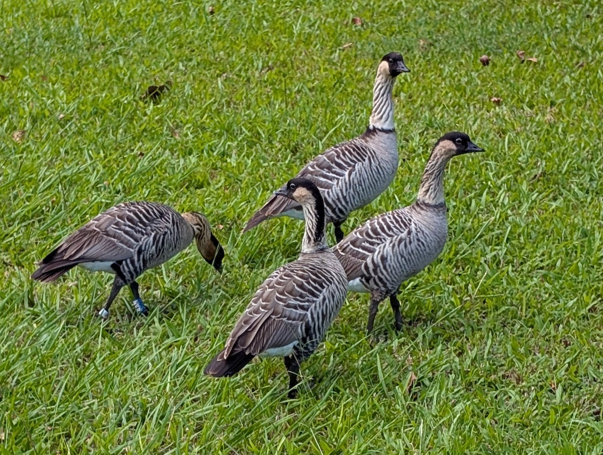 Hawaiian Goose - ML643737721