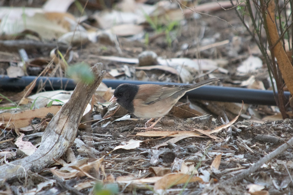 Dark-eyed Junco - ML643737723