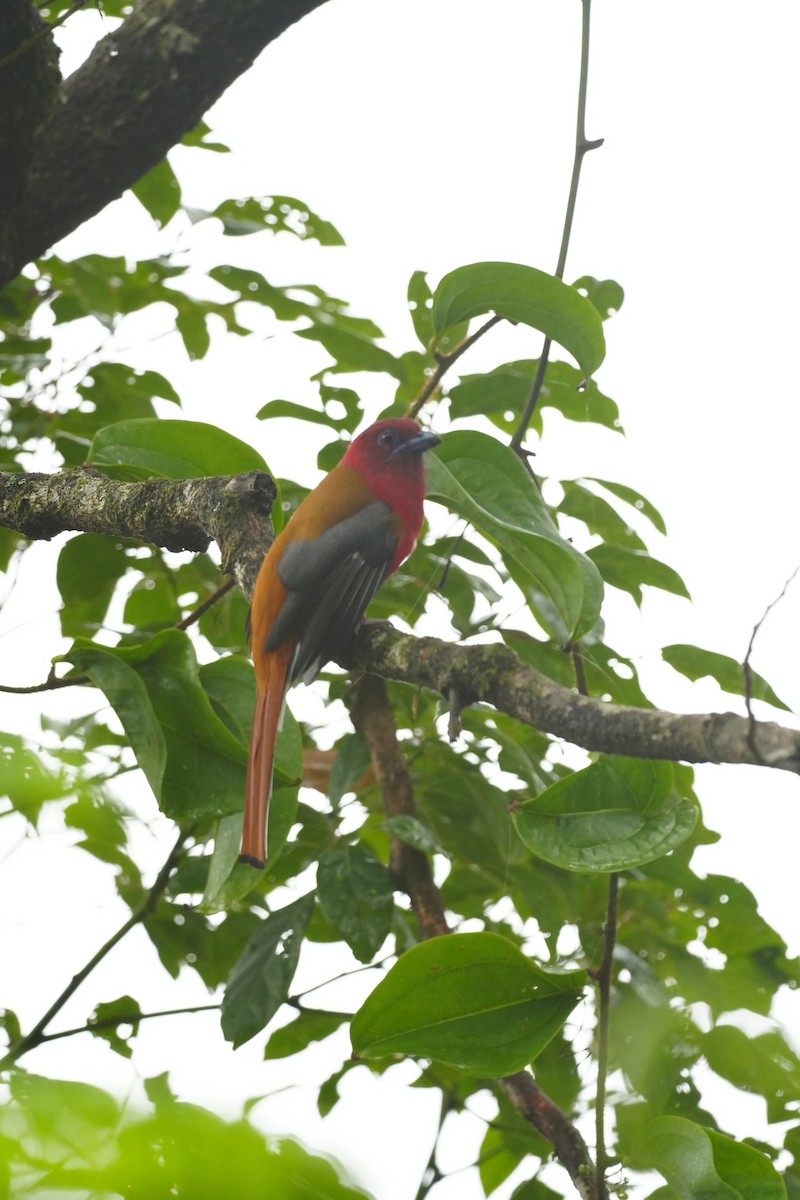 Red-headed Trogon - ML643737725