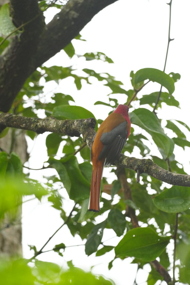 Red-headed Trogon - ML643737726