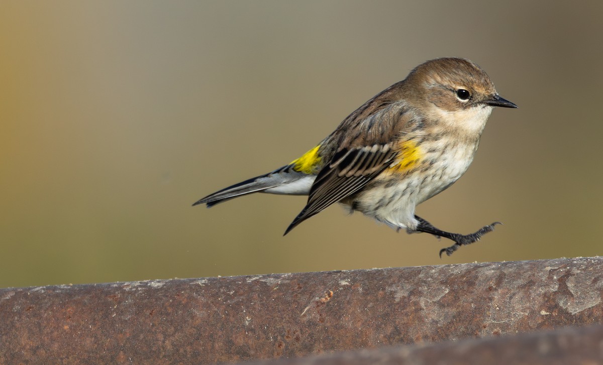 Yellow-rumped Warbler - ML643737727