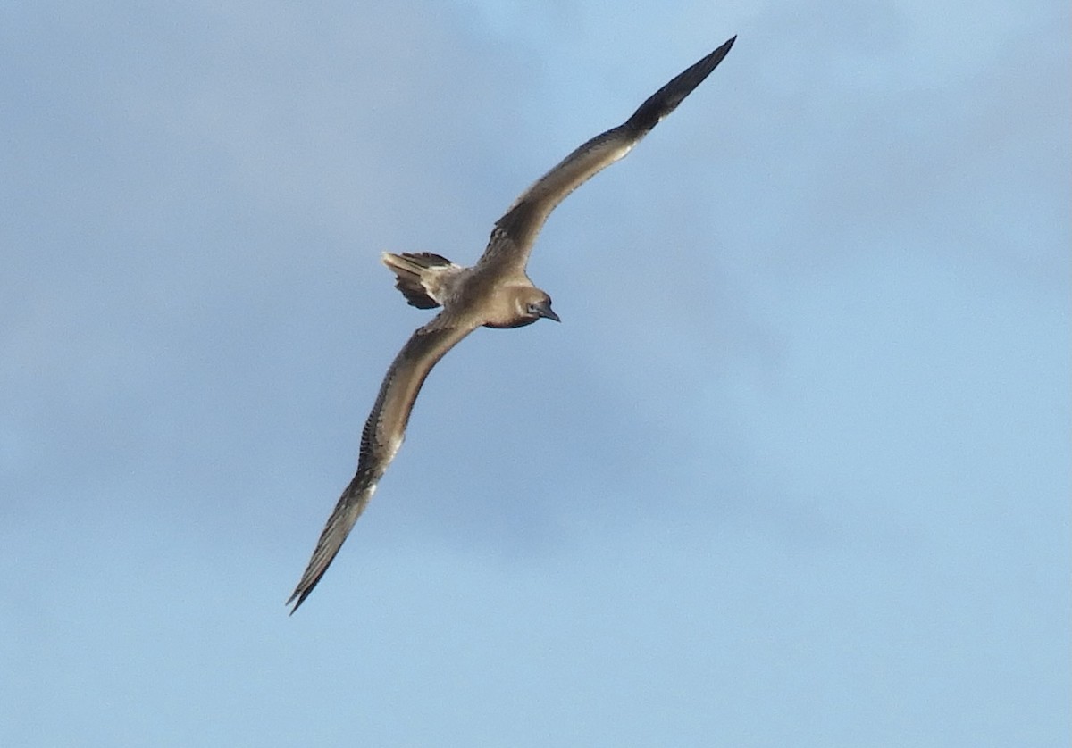 Wedge-tailed Shearwater - ML643737729