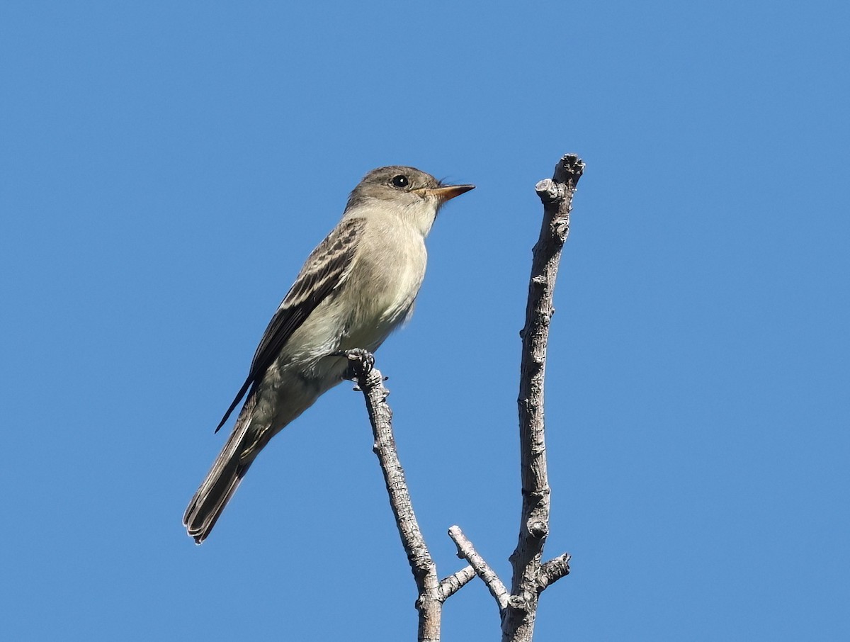 Western Wood-Pewee - ML643737730