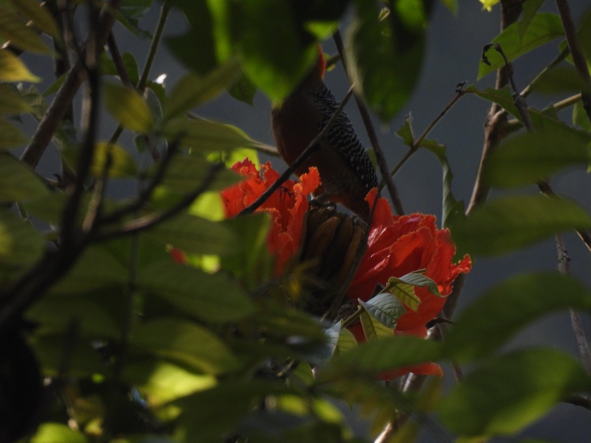 Golden-fronted Woodpecker - ML643737731
