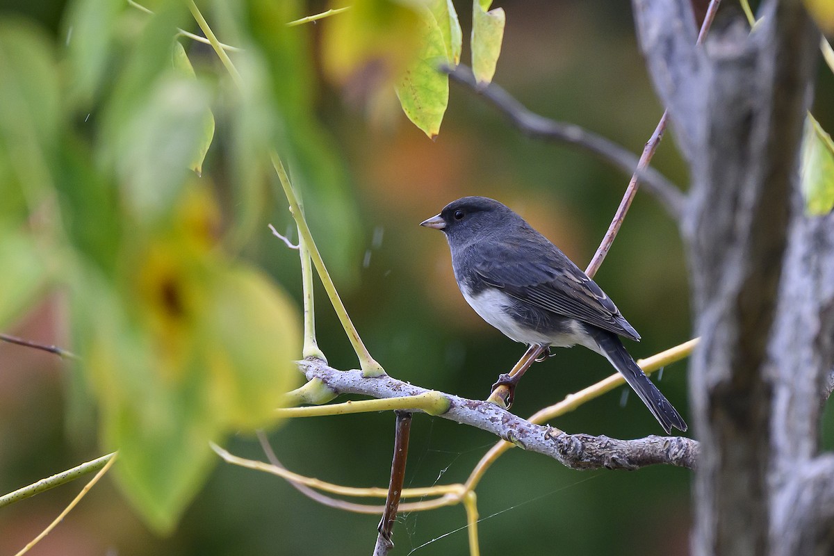 Dark-eyed Junco - ML643737732