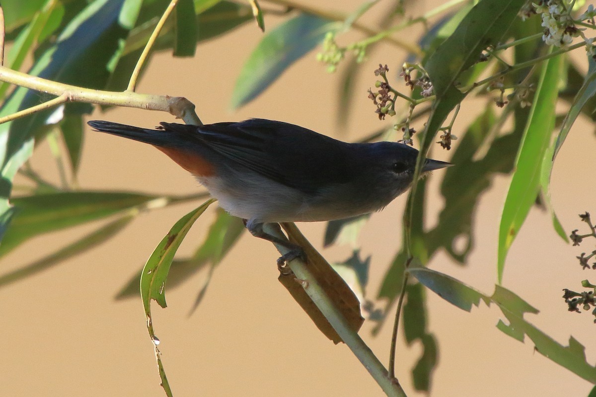 Chestnut-vented Conebill - ML643737737