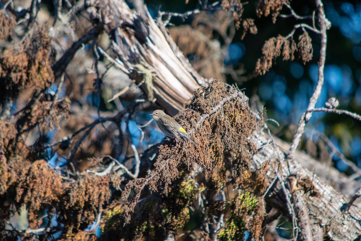 Yellow-rumped Warbler - ML643737738