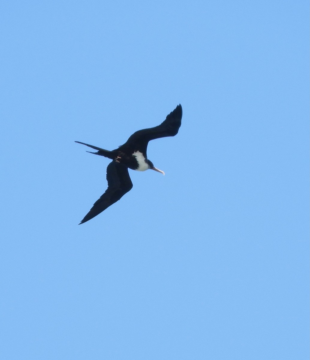 Great Frigatebird - ML643737740