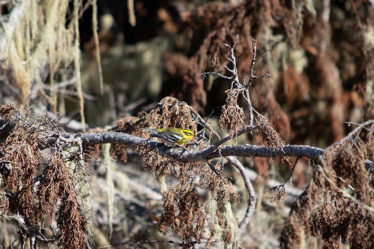 Townsend's Warbler - ML643737742