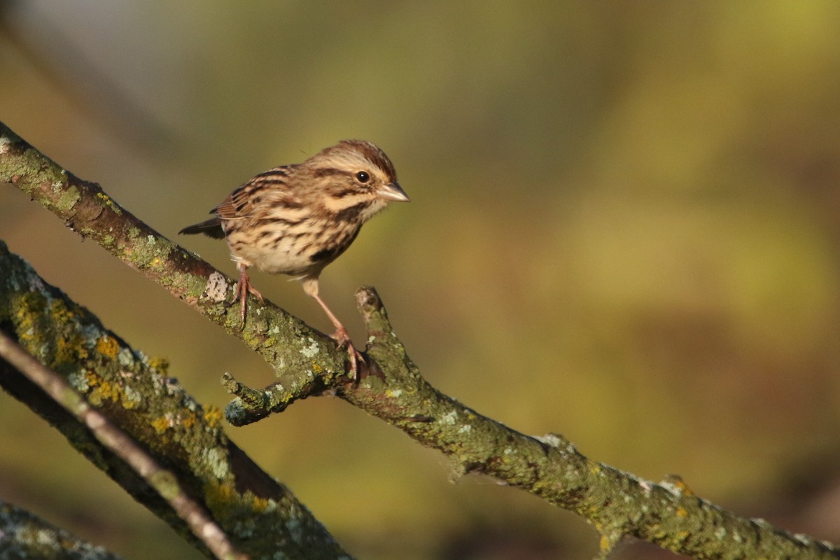 Song Sparrow - ML643737745