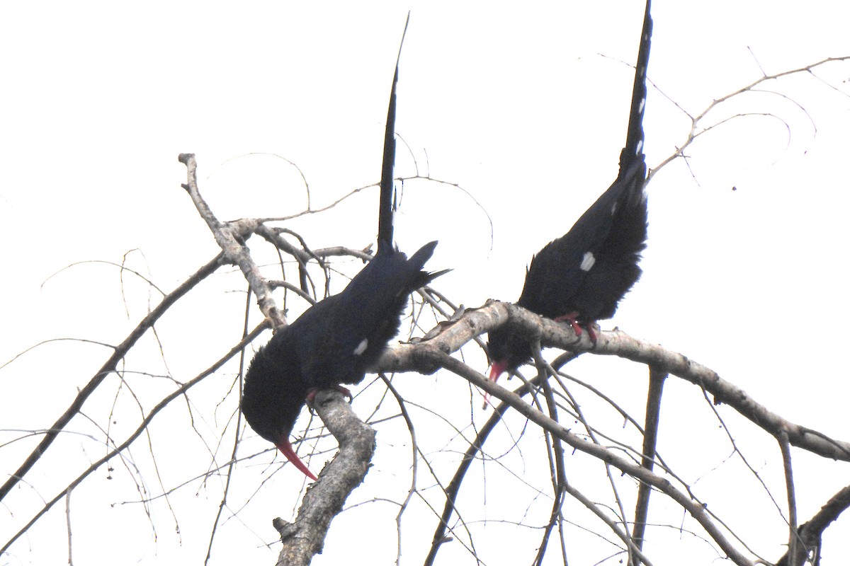 Green Woodhoopoe - ML643737804