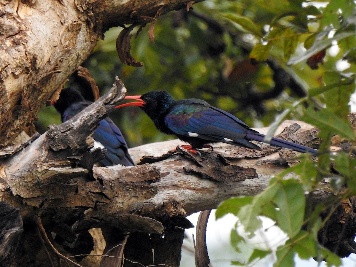 Green Woodhoopoe - ML643737807