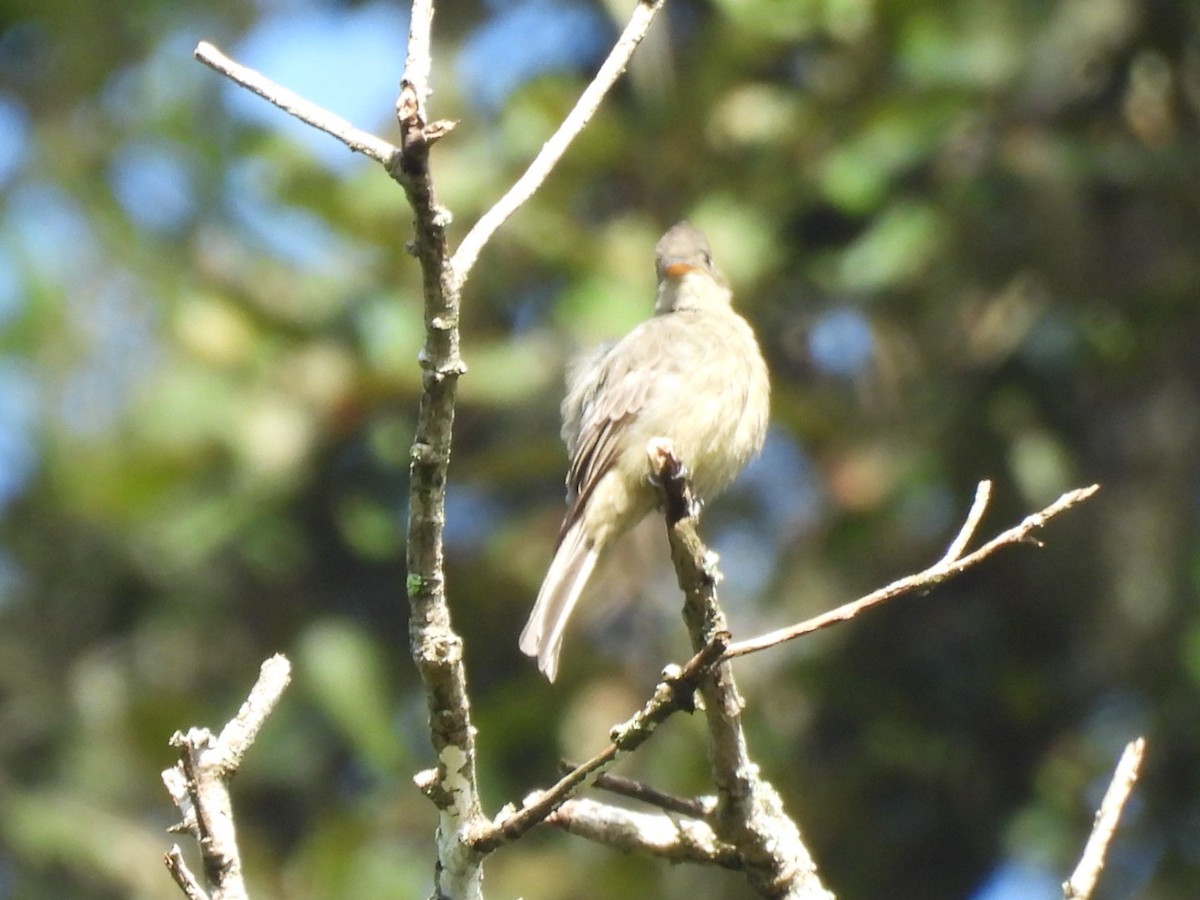 Greater Pewee - ML643737813