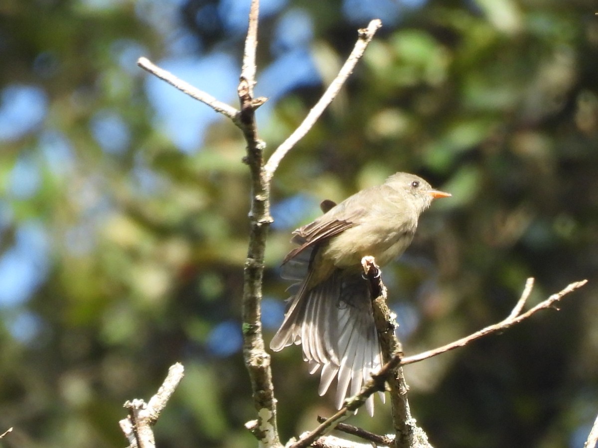 Greater Pewee - ML643737814