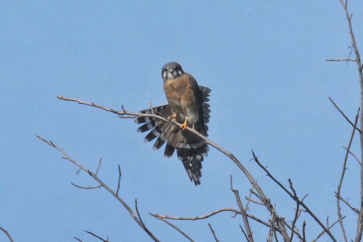 American Kestrel - ML643737821