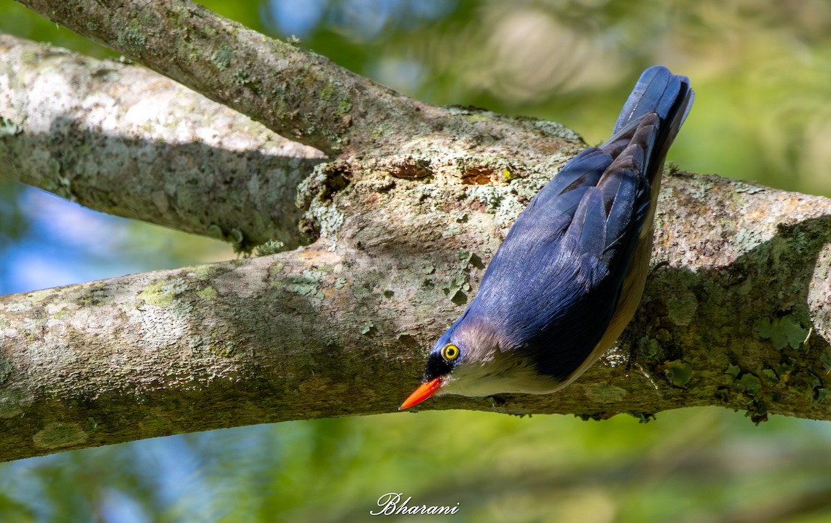 Velvet-fronted Nuthatch - ML643737824