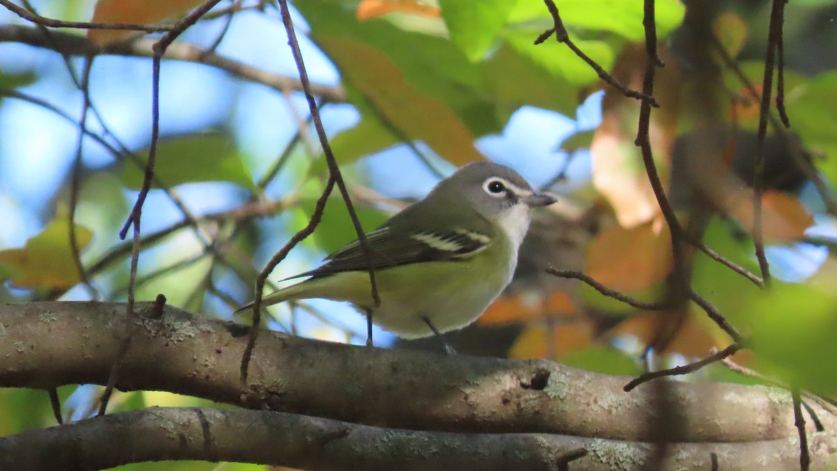 eremittvireo - ML643737856