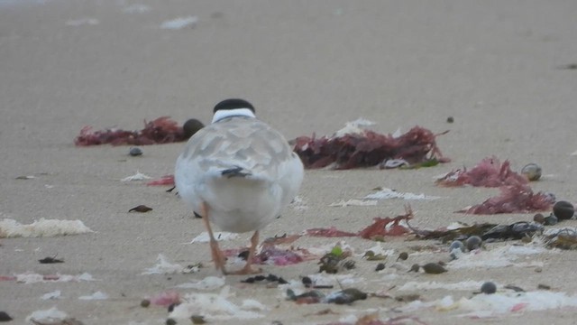 Hooded Plover - ML643737857
