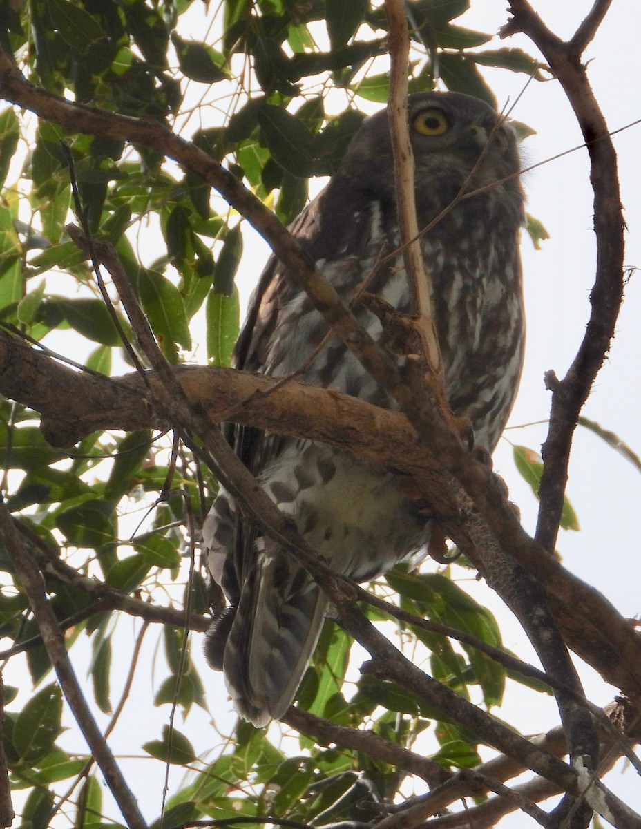 Barking Owl - ML643737861