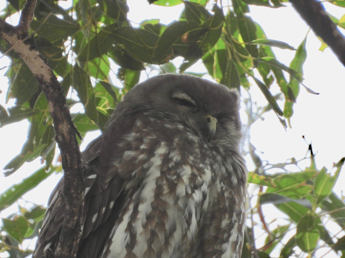 Barking Owl - ML643737867