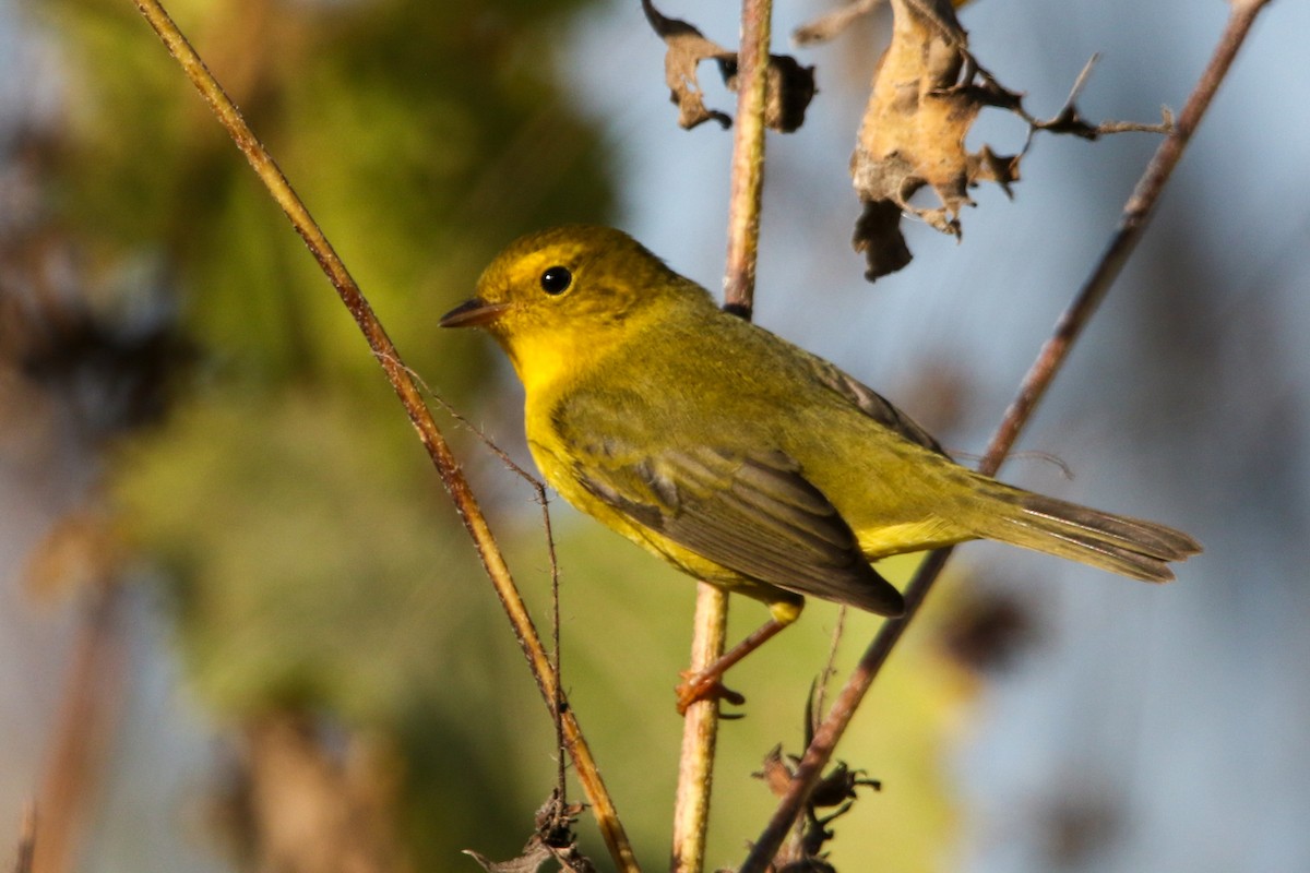 Wilson's Warbler - ML643737878