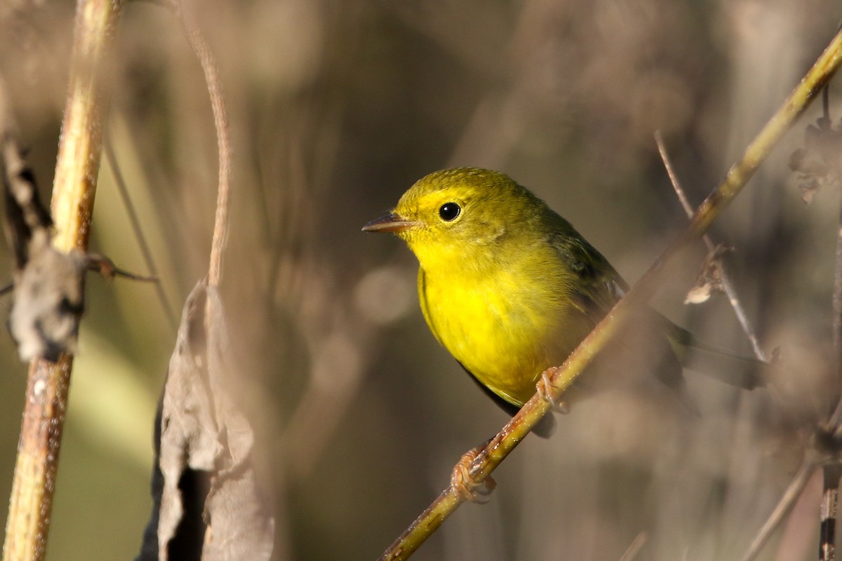 Wilson's Warbler - ML643737879