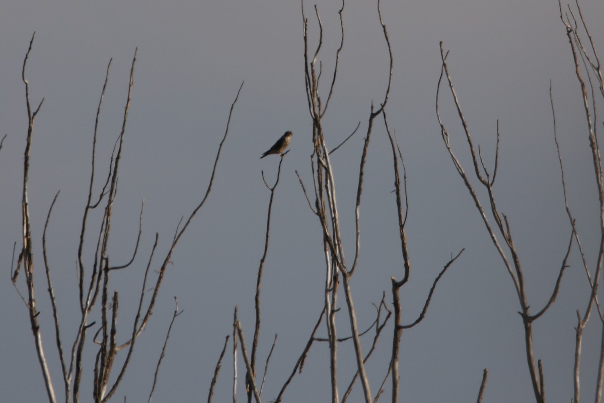 Belatz txikia (columbarius) - ML643737890