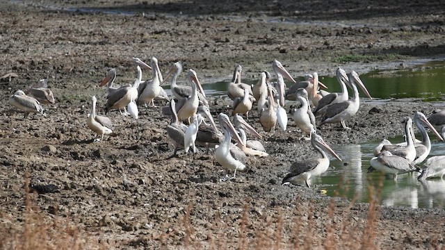 Spot-billed Pelican - ML643737891