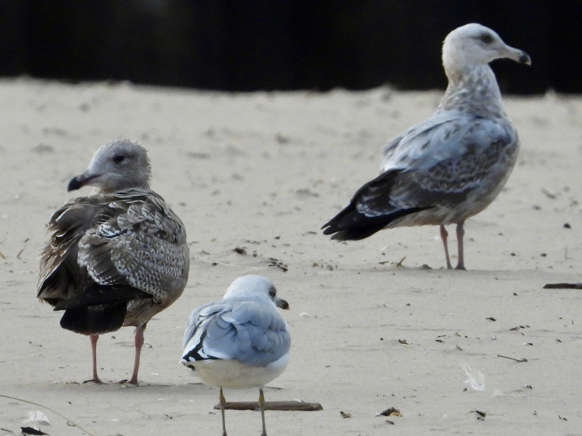 American Herring Gull - ML643737910