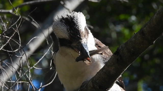 Laughing Kookaburra - ML643737924