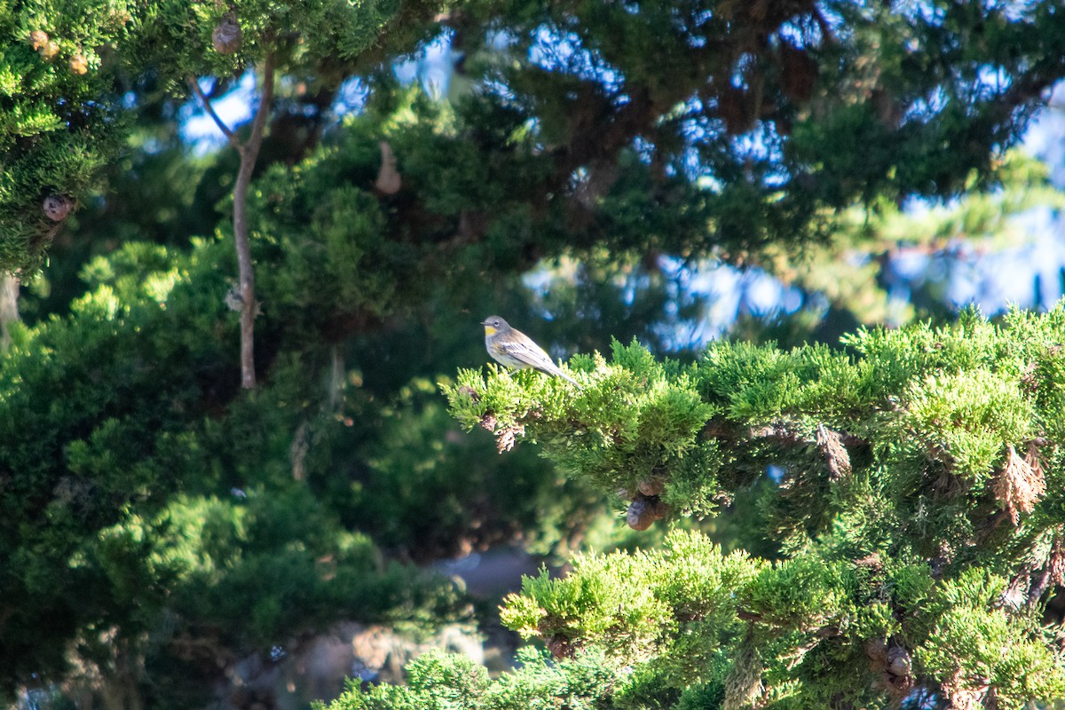 Yellow-rumped Warbler - ML643737929