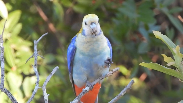 Pale-headed Rosella - ML643737930