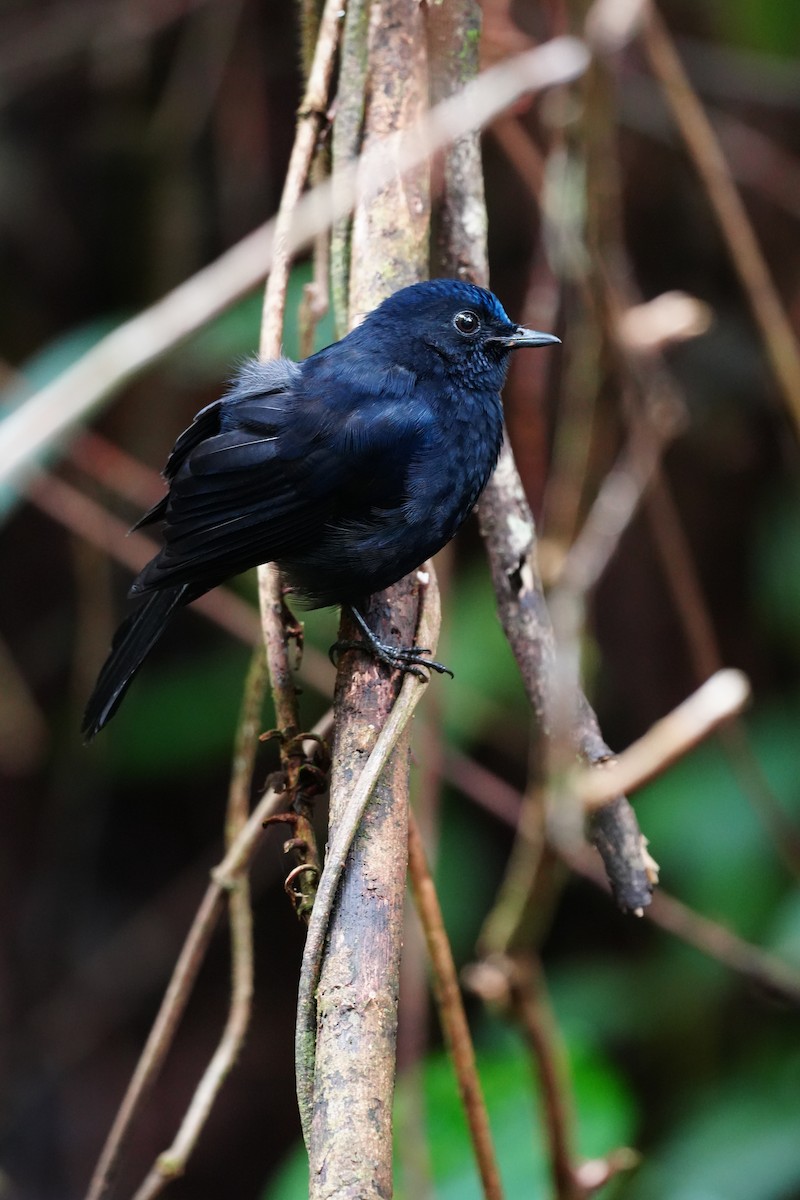 White-tailed Robin - ML643737940