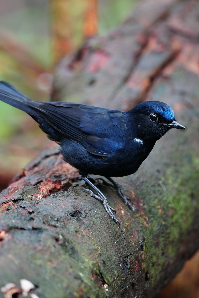 White-tailed Robin - ML643737942