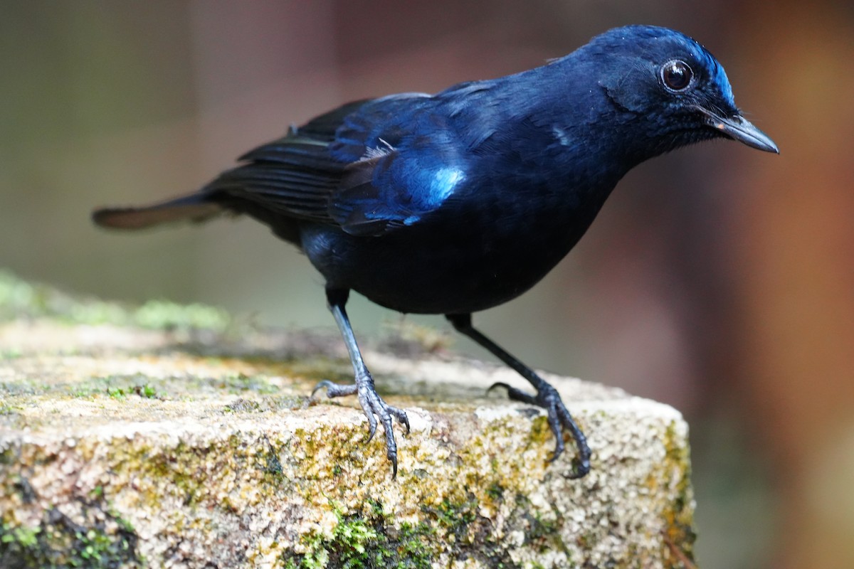 White-tailed Robin - ML643737944