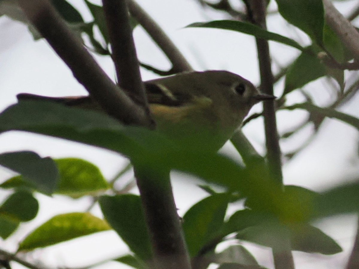 Ruby-crowned Kinglet - ML643737961