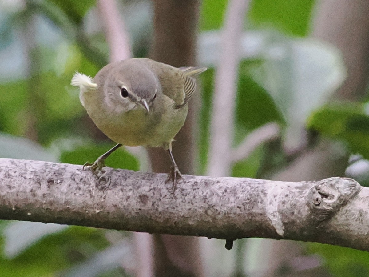Orange-crowned Warbler - ML643737969