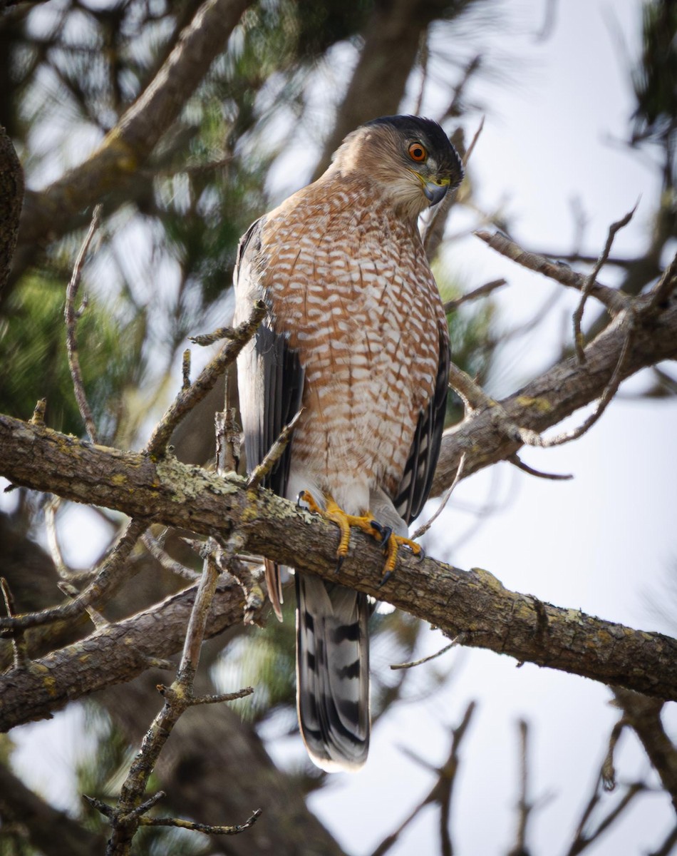 Cooper's Hawk - ML643737993