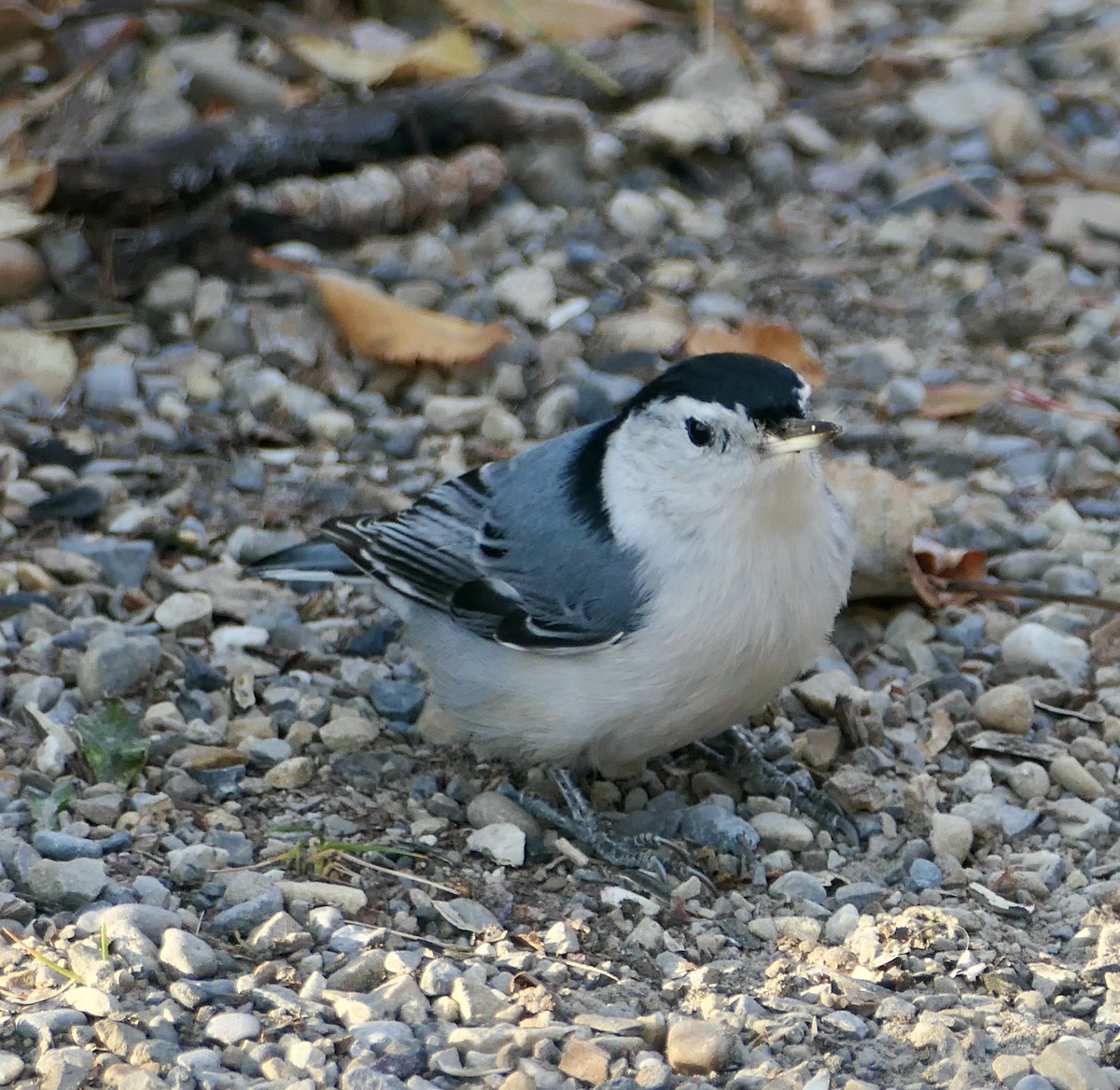 White-breasted Nuthatch - ML643738000