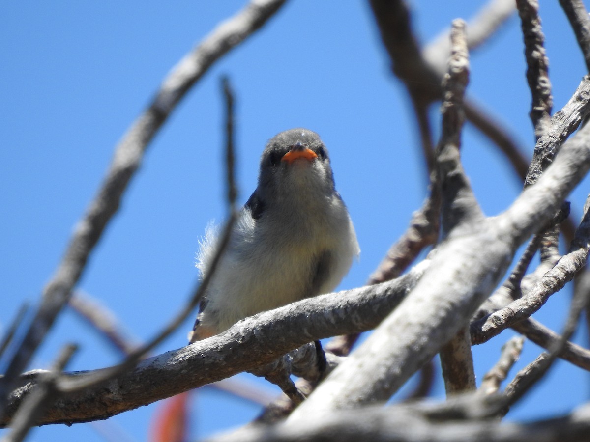Picaflores Golondrina - ML643738017