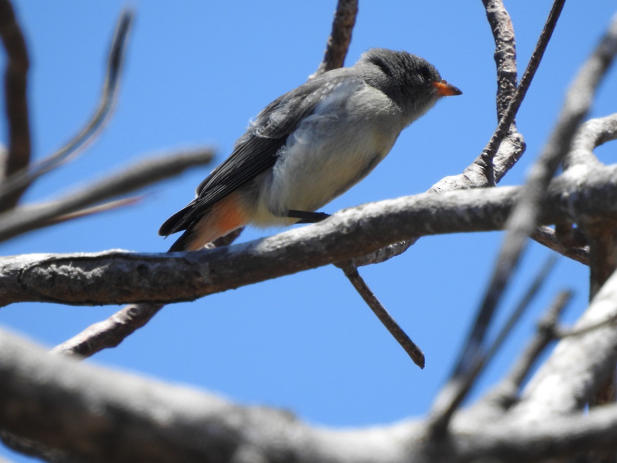 Picaflores Golondrina - ML643738018