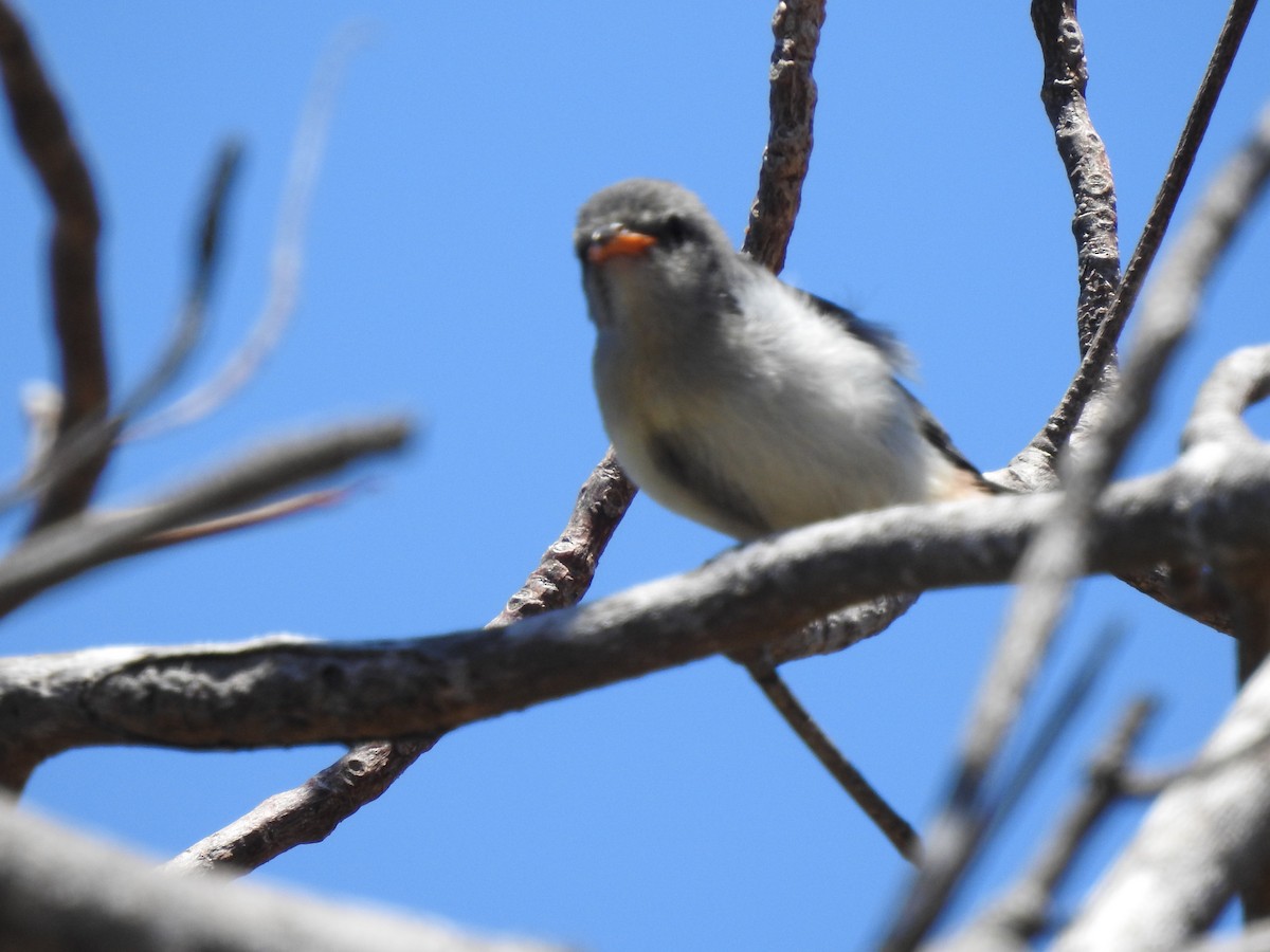 Picaflores Golondrina - ML643738019
